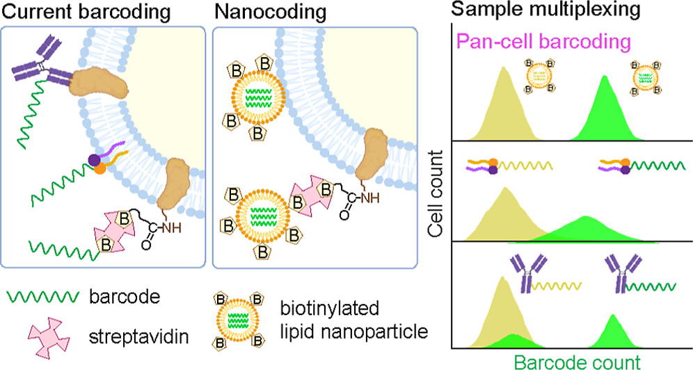 A visual diagram of nanocoding compared with traditional methods of barcoding. Image courtesy of Andrew Smith.