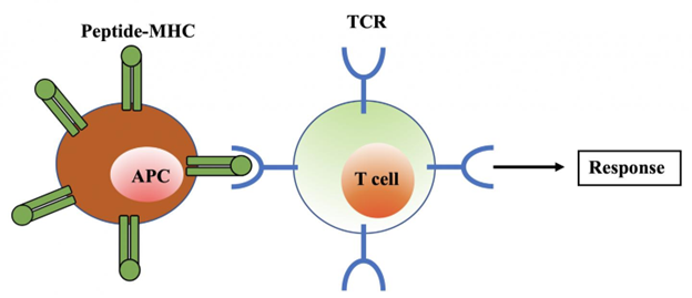 &lt;em&gt;A diagram displaying an antigen presenting cell (APC) connected to a T-cell by a T-cell receptor (TCR), which then stimulates an immune response. In the context of cancer, an APC can trigger a T-killer cell to hunt down and destroy cancer cells.&lt;/em&gt;