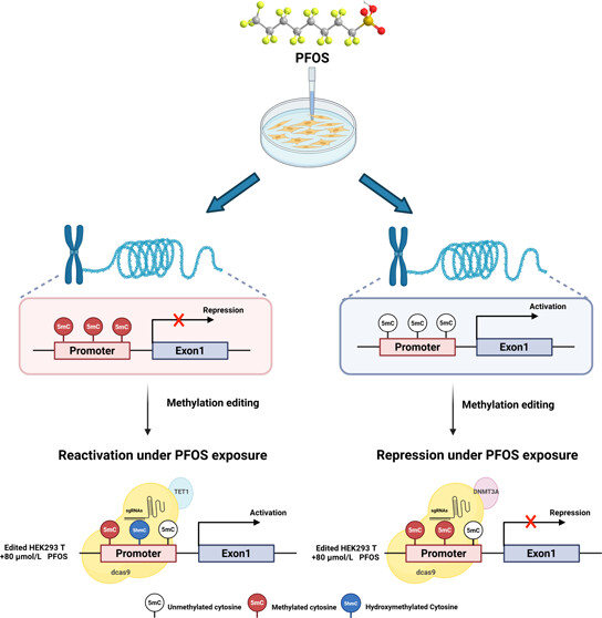 A visual model of PFOS disrupting gene regulation by altering DNA methylation, and how targeted epigenetic editing can reverse these effects. Image courtesy of Joseph Irudayaraj.