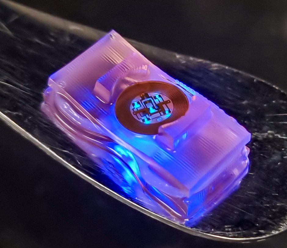 Biohybrid crawler