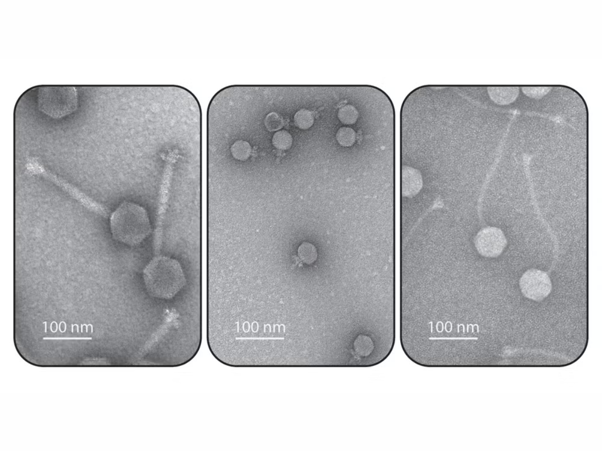 Illinois-led Initiative Will Build Precision Phage Platform for ...
