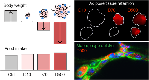 A bar graph on the left shows body weight reducing under different experimental conditions, while an image on the left shows adipose tissue retention over macrophage uptake.