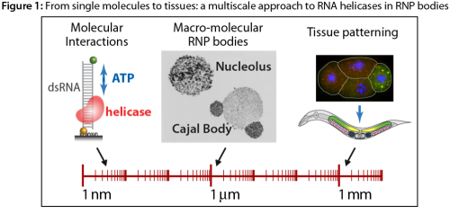 From single molecules to tissues: a multiscale approach to RNA helicases in RNP bodies