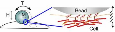 University of Illinois Bioengineering affiliate faculty Deborah Leckband and Ning Wang have shown for the first time that cadherin complexes, which hold cells together in all tissue, do serve as tension tensors that &ldquo;feel&rdquo; the mechanical environment of the cell and proportionally modify cell functions.