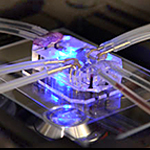 Image of a lung-on-a-chip.