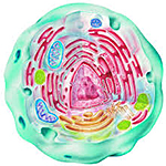 Image of cross-section of a cell.