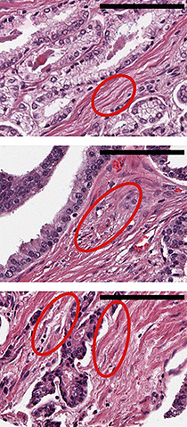 Images of tissue used to demonstrate new chemical imaging method.