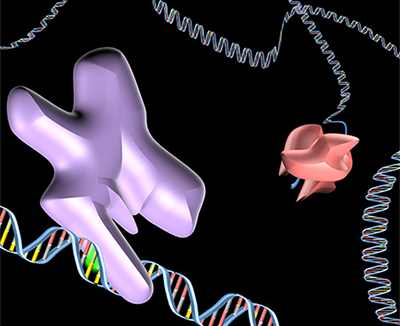 In this illustration, the green highlighted area shows the location of a genetic change that allows for the transcription factor GABP (purple) to bind. This process increases the production level of telomerase (pink/red). Telomerase acts upon the end of a chromosome and increases the length of the protective element located there, allowing cancer to have limitless replicative potential. Illustration courtesy of Alex Kreig and Robert Bell.