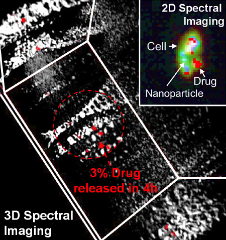 Image showing hyperspectral imaging that detects and quantifies delivery of drug from a nanoparticle in a 3D space. Dotted arrow and circle indicate that only three percent of the drug has been released from the particles after four hours.