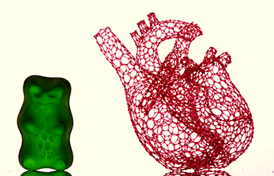â€œFreeform 3D-Printed Heart Scaffold with Gummy Bear,â€ by Matthew Gelber, working in the Bhargava Laboratory, was a finalist in the 2016 Science Image Challenge hosted by the School of Chemical Sciences. The macrophotograph shows a vascular template composed of 4,637 filaments, each individually 'drawn' by a nozzle translated in 3D space. Gummy bear shown for scale.