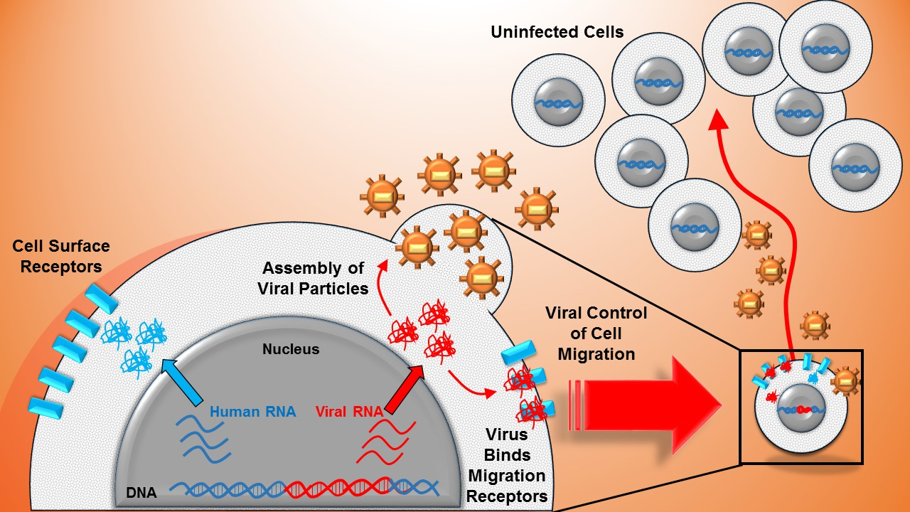 Promoter similarity of human immunodeficiency virus (HIV) and a human surface receptor allows shared activators to co-regulate viral-host gene expression (blue and red in the cell nucleus). Viral proteins bind cell surface receptors enabling viral control of host cell migration (right side). Those same viral proteins form viral offspring which are shed from the host cell and increase infectious risk to the moving cellâ€™s environment.

