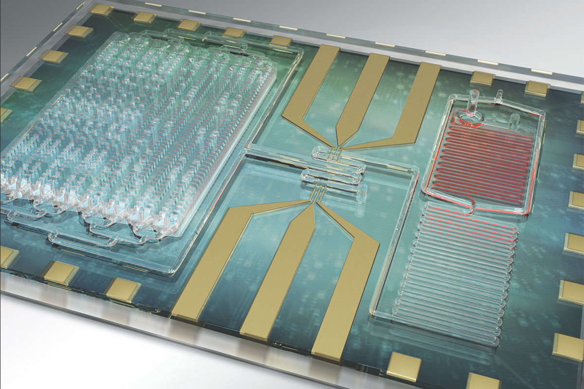 Illinois researchers and physicians at Carle Foundation Hospital developed a rapid test for sepsis that counts white blood cells and certain protein markers on their surface to monitor a patient's immune response.

Image by Janet Sinn-Hanlon