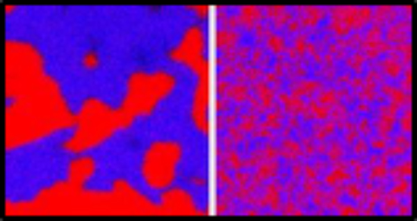 Phase separation of two bacterial communities. 
Two distinct V. cholerae strains (red, blue) co-cultured on solid agar generate spatial structure when both have a T6 toxin-tipped nanoweapon (left) and are well-mixed when neither have the T6 system (right). 
Adapted from McNally, et al. Nature Communications (2017).

