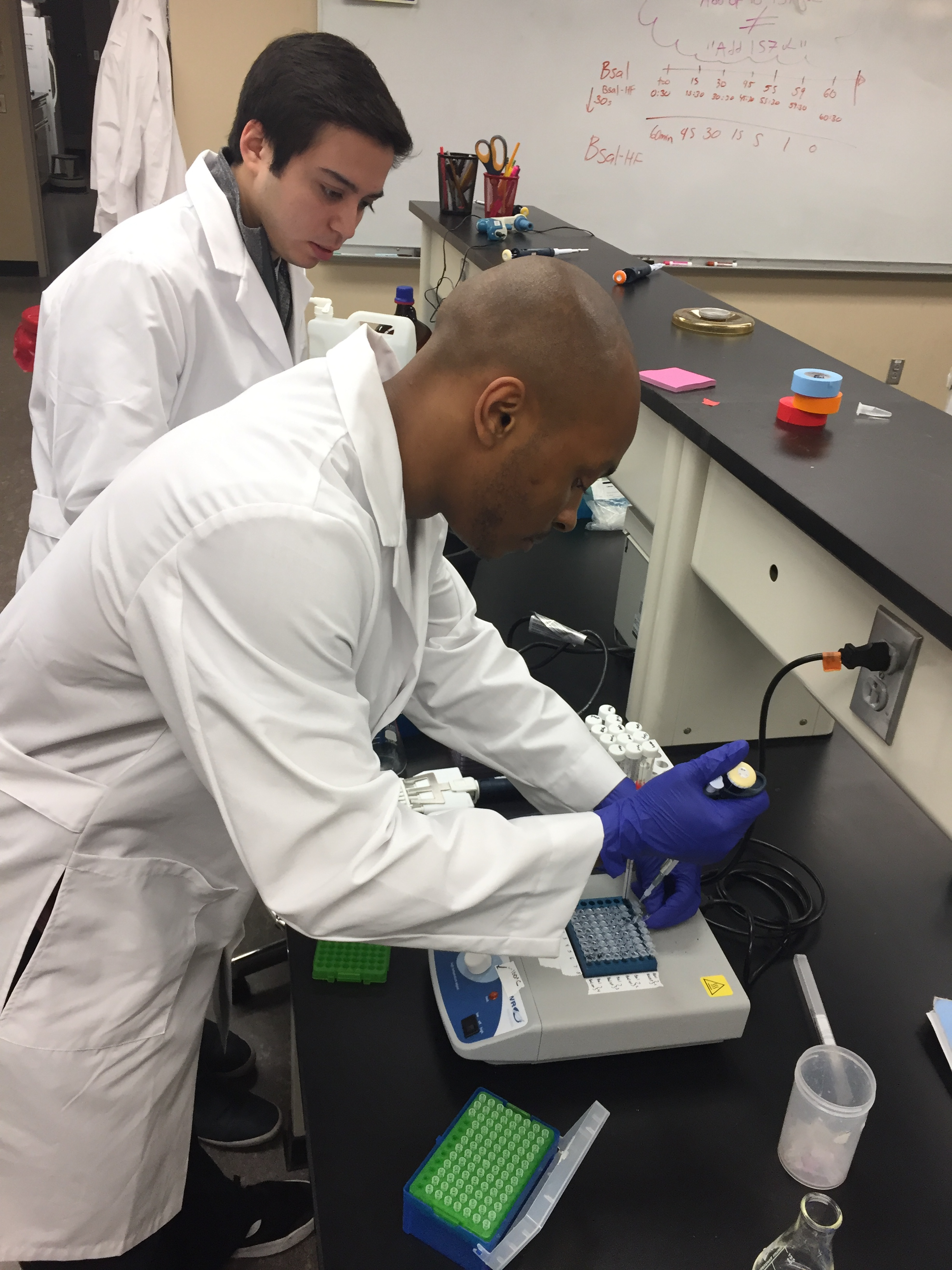 Vincent Cornelius and Rodrigo Diaz complete the newly-developed lab activity in the sophomore-level Cell and Tissue Engineering lab (BioE 202).  