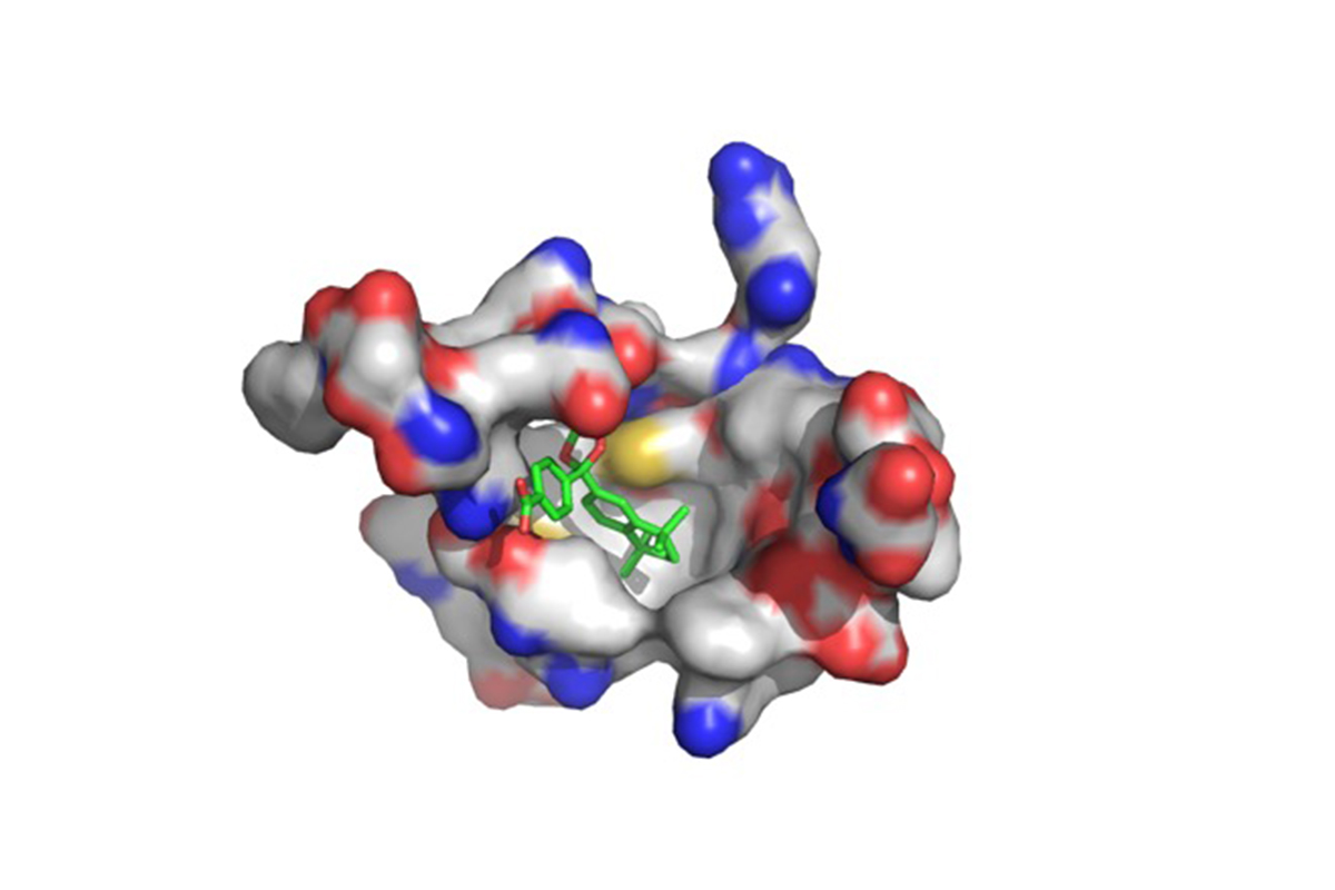 The new compound, shown in green, fits precisely into the active site within the target protein, retonoid X receptor.

Image courtesy of Dipanjan Pan