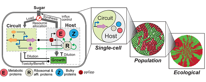 The figure shown here, from Lu's research, is an integrative view of synthetic gene circuits and their host. Synthetic circuits and the host mutually regulate the behaviors of each other, impacting single-cell dynamics and population behaviors, as well as the spatial ecology of synthetic populations.