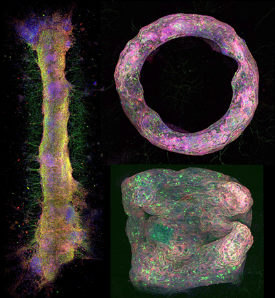 Different neural tissue geometries formed with the new biofabrication method and imaged using confocal microscopy