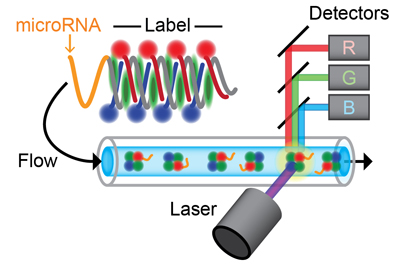 The schematic depicts the new SM-Flow technology. A microRNA molecule (orange) is extended with light-emitting labels (blue, green, and red) before injection into a microfluidic channel, in which the molecules are detected one by one as they pass through a laser beam. The light emitted from each molecule is measured in detectors for blue, green, and red light.
