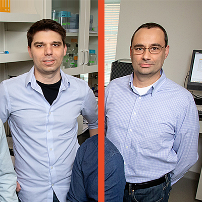 Bioengineers at Illinois show new CRISPR base-editing technology slows ...