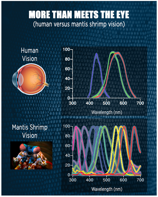 While the human eye perceives three colors &ndash; red, green and blue &ndash; the mantis shrimp perceives upward of 12 colors thanks to the stacks of light-sensitive cells at the tip of its eye.&lt;br /&gt;Graphic courtesy Steven Drake/Beckman Institute for Advanced Science and Technology&nbsp;