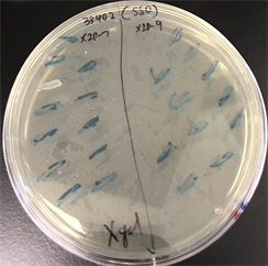 The strain pictured above is &lt;em&gt;S. sobrinus&lt;/em&gt; NCTC 10919, also called ATCC 33402. They were transformed with a plasmid pLacZ, which encodes the LacZ enzyme that turns the colonies blue when there is X-gal, if the plasmid is successfully transformed to the cell.&nbsp;