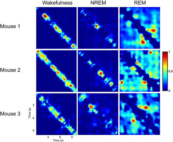 Representative Grad-CAM examples of wakefulness, NREM and REM from three mice.