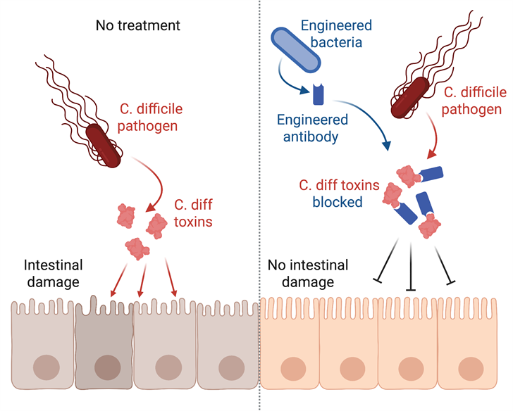 A visualization of how engineered bacteria and antibodies can prevent intestinal damage from C diff.