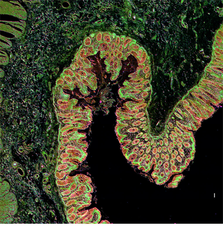 <em>Visualization of colon tissue produced by the IR-LSM. The team&rsquo;s label-free imaging uses the intrinsic contrast (in this case, chemical contrast) of a sample for visualization and analyses, without using dyes or stains to highlight components of interest.</em>