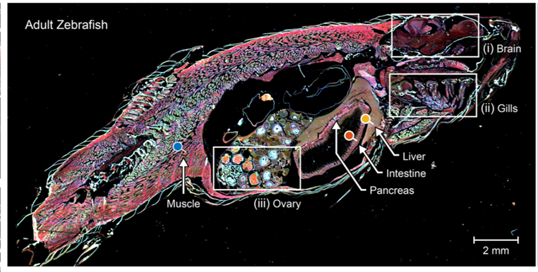 <em>The team&rsquo;s IR-LSM speed and data quality allows them to perform experiments and diagnostics they otherwise would not attempt, such as the chemical imaging of a whole model organism. The adult zebrafish sample above was imaged in approximately 15 minutes. Traditional imaging methods may have taken as long as 2-4 weeks.</em>