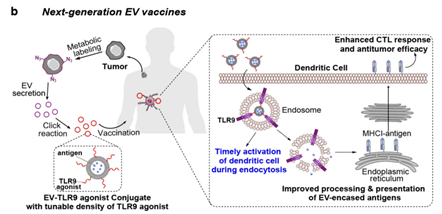 <em>Wang's lab uses a metabolic&nbsp;glycan labeling of parent cells, which can introduce chemical tags (e.g., azido groups) in the form of glycoproteins and glycolipids to the membrane of each cell, generating chemically tagged EVs (Figure 1a). &nbsp;They demonstrated that this EV-tagging approach is universally applicable to EVs secreted by various types of cancer cells, mesenchymal stem cells (MSCs), dendritic cells (DCs), and T cells.</em>