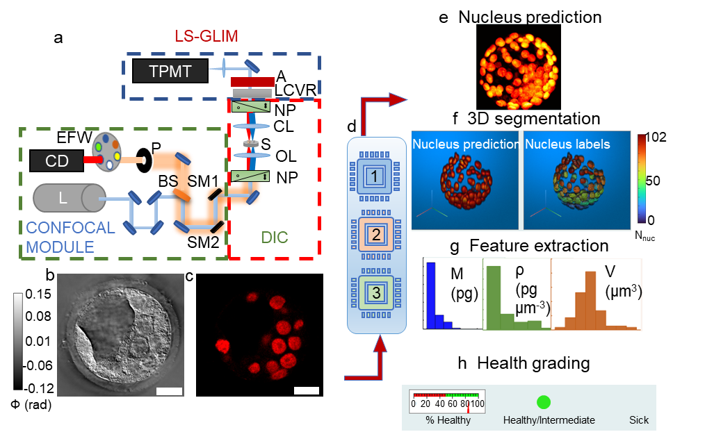 A figure from "EVATOM: an optical, label-free, machine learning assisted embryo health assessment tool."