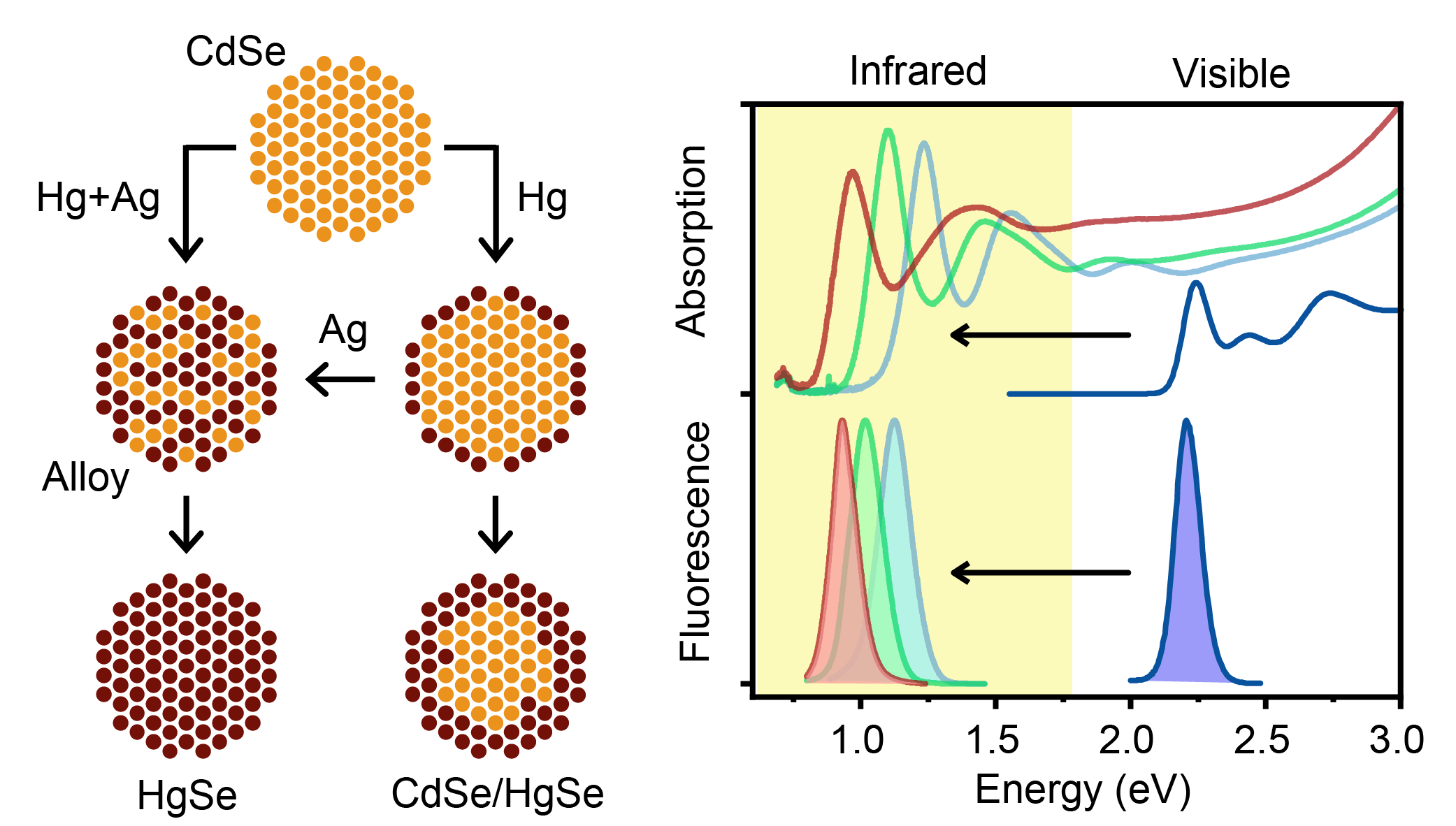 Schematic representation of CdSe nanocrystal exchange (left) and absorption spectra showing the shift of nanocrystals from the visible spectrum (CdSe) to the infrared (HgSe) (right).