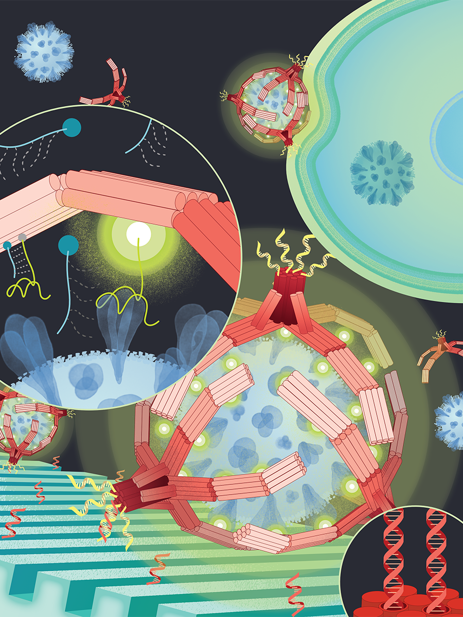 An artistic rendering of the NanoGripper&amp;rsquo;s applications. Sites on the gripper&amp;rsquo;s fingers recognize the spike protein of a virus, inset, and trigger fluorescent tags to emit light. When coupled with a sensor, individual viruses can be detected for a rapid COVID test, foreground. Alternately, the NanoGrippers can block viruses from entering cells by wrapping around the spike proteins, top right.&amp;nbsp;