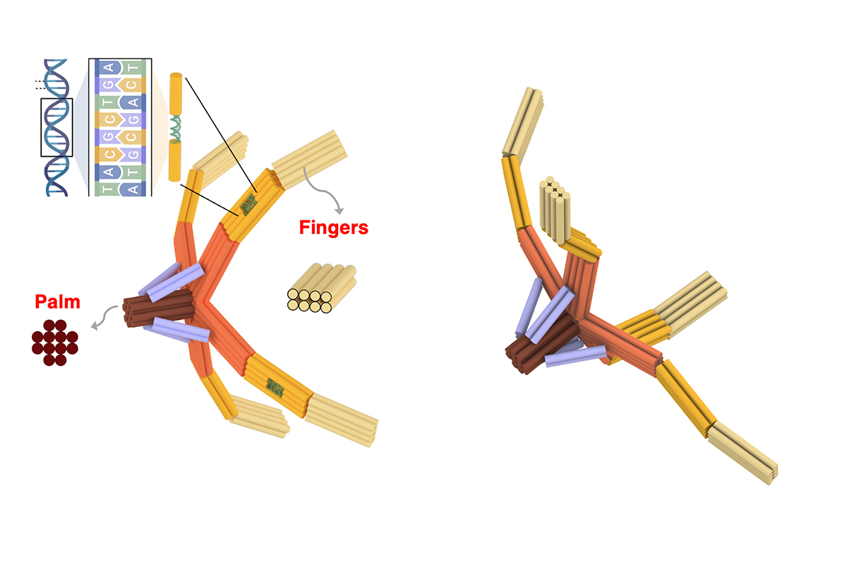 Inspired by the human hand or bird claws, the NanoGripper has four fingers and a palm, all folded from one piece of DNA. Image courtesy of&amp;nbsp;Xing Wang